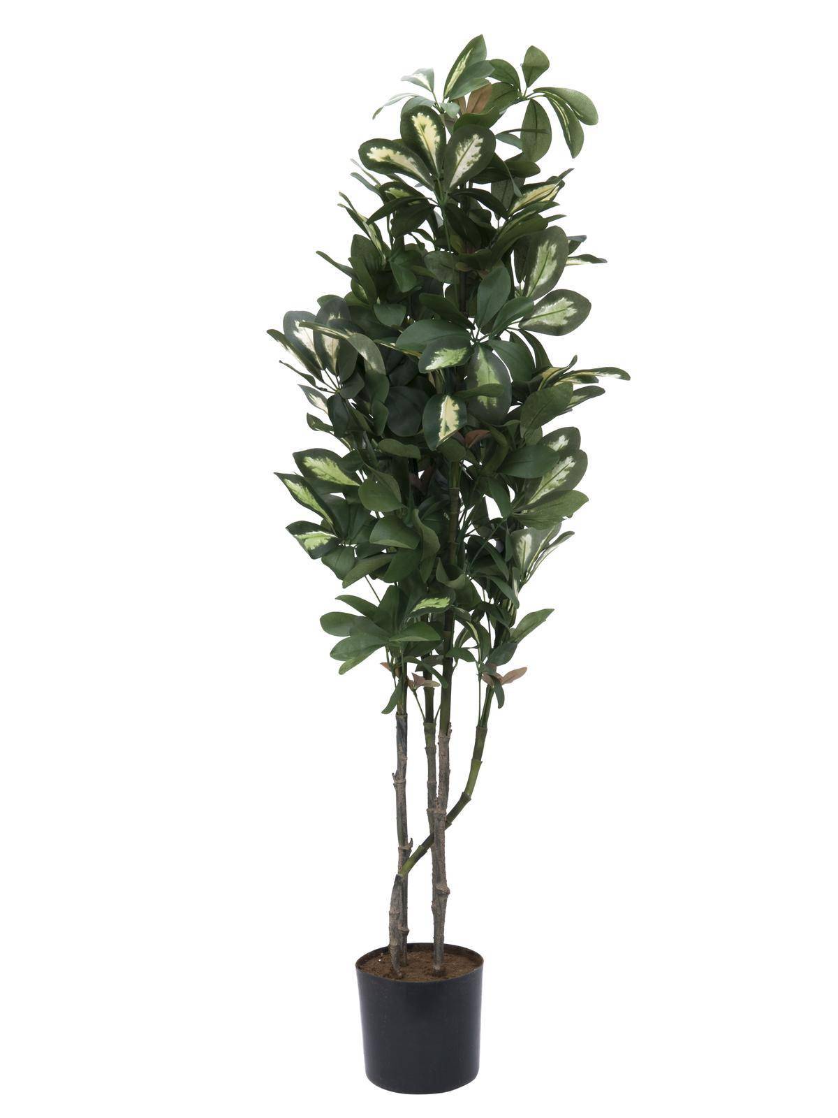 Schefflera plástico PAMINA, tronco artificial, verde-blanco, 150cm -  Árboles artificiales