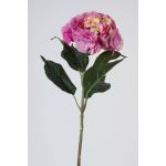 Hortensia falsa ANGELINA, fucsia-amarillo, 70cm, Ø23cm