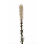 Liatris artificial MITSA, crema, 80cm, Ø5cm