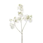 Lathyrus artificial KANZI, crema, 75cm