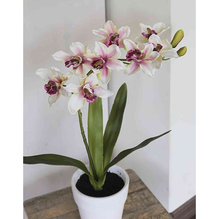 Orquídea Cymbidium textil WANESSA, maceta de arcilla, fucsia-blanco, 70cm