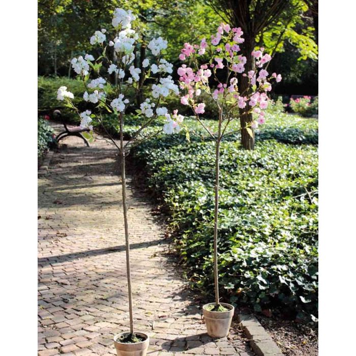 Árbol de cerezo artificial YAGAMI, flores, maceta decorativa, rosa, 170cm