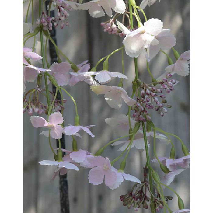 Hortensia trepadora artificial COLLIEN, rosa pálido, 75cm, Ø11cm