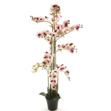 Orquídea Phalaenopsis artificial CHENXU, rosa-crema, 140cm