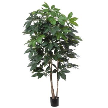 Schefflera decorativa BOGDANA, tronco natural, verde, 190cm